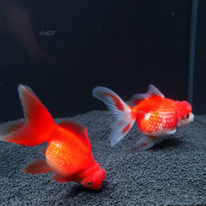 Alternative view of Carassius auratus pearl scale 4 εκ. (Χρυσόψαρο)