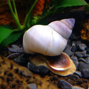 Filopaludina martensi wizard "white"