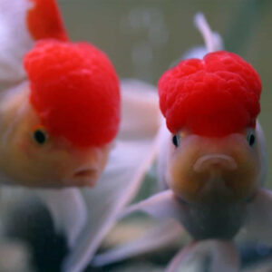 Alternative view of Carassius auratus assorted oranda - lion  head 8-9cm