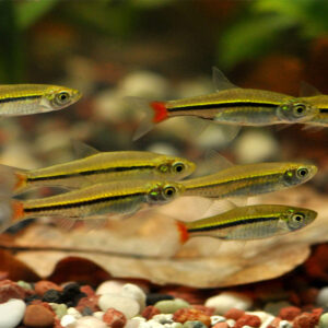 Rasbora borapetensis (red tail)