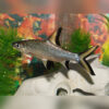 Balantiocheilos melanopterus (Silver shark)