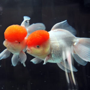 Carassius auratus assorted oranda - lion  head 8-9cm