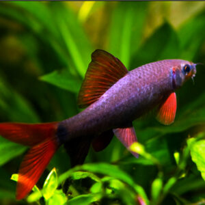Alternative view of Epalzeorhynchos frenatus (rainbow shark)