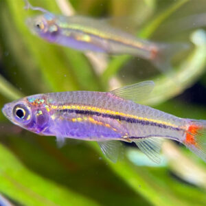 Alternative view of Rasbora borapetensis (red tail)