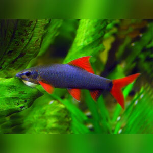 Epalzeorhynchos frenatus (rainbow shark)