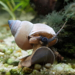 Alternative view of Filopaludina martensi wizard "white"