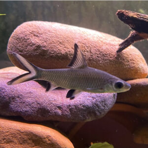 Alternative view of Balantiocheilos melanopterus (Silver shark)